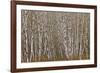 Alder Trees Olympic National Park-Donald Paulson-Framed Giclee Print