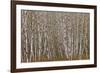 Alder Trees Olympic National Park-Donald Paulson-Framed Giclee Print