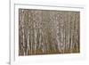 Alder Trees Olympic National Park-Donald Paulson-Framed Giclee Print