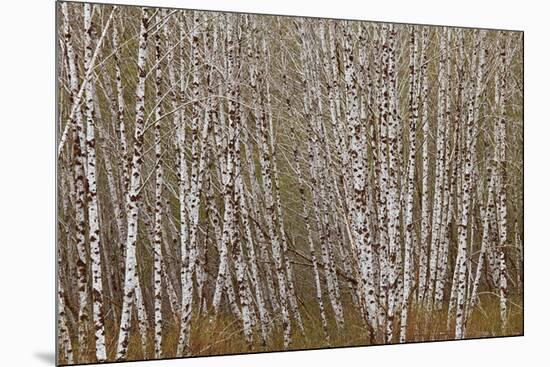 Alder Trees Olympic National Park-Donald Paulson-Mounted Giclee Print