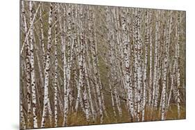 Alder Trees Olympic National Park-Donald Paulson-Mounted Giclee Print