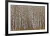 Alder Trees Olympic National Park-Donald Paulson-Framed Giclee Print