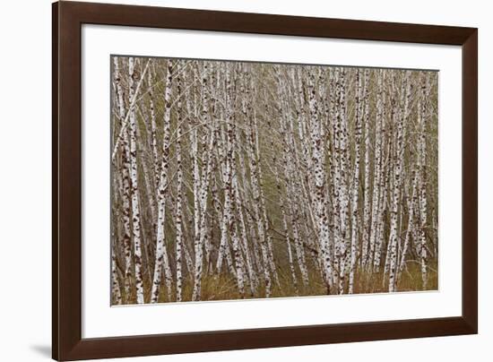 Alder Trees Olympic National Park-Donald Paulson-Framed Giclee Print