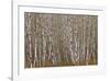 Alder Trees Olympic National Park-Donald Paulson-Framed Giclee Print