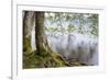 Alder Trees over Lake Crescent, Olympic National Park, Washington, USA-Jaynes Gallery-Framed Premium Photographic Print