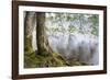 Alder Trees over Lake Crescent, Olympic National Park, Washington, USA-Jaynes Gallery-Framed Photographic Print