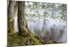 Alder Trees over Lake Crescent, Olympic National Park, Washington, USA-Jaynes Gallery-Mounted Photographic Print