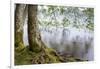 Alder Trees over Lake Crescent, Olympic National Park, Washington, USA-Jaynes Gallery-Framed Photographic Print