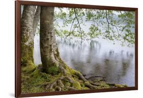 Alder Trees over Lake Crescent, Olympic National Park, Washington, USA-Jaynes Gallery-Framed Photographic Print