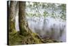 Alder Trees over Lake Crescent, Olympic National Park, Washington, USA-Jaynes Gallery-Stretched Canvas