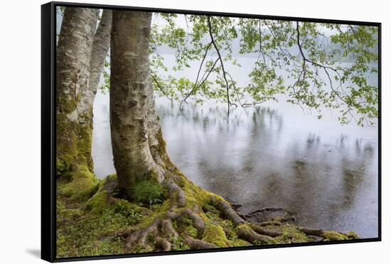 Alder Trees over Lake Crescent, Olympic National Park, Washington, USA-Jaynes Gallery-Framed Stretched Canvas