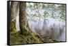 Alder Trees over Lake Crescent, Olympic National Park, Washington, USA-Jaynes Gallery-Framed Stretched Canvas