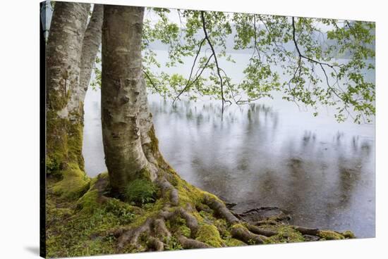 Alder Trees over Lake Crescent, Olympic National Park, Washington, USA-Jaynes Gallery-Stretched Canvas