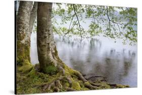 Alder Trees over Lake Crescent, Olympic National Park, Washington, USA-Jaynes Gallery-Stretched Canvas