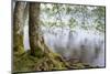 Alder Trees over Lake Crescent, Olympic National Park, Washington, USA-Jaynes Gallery-Mounted Photographic Print