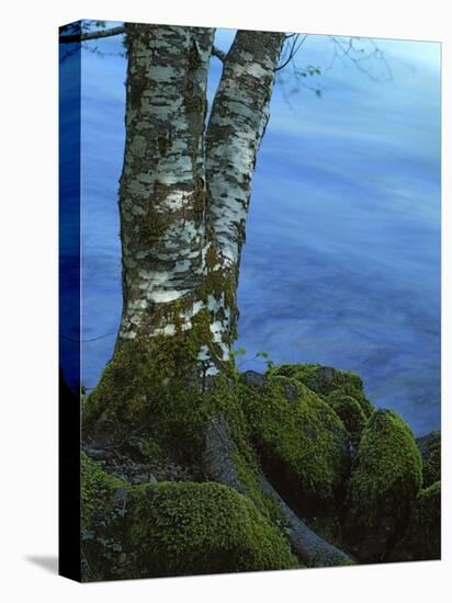 Alder Trunk along the McKenzie River, Willamette National Forest, Oregon, USA-Charles Gurche-Stretched Canvas
