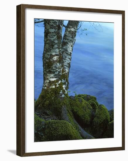 Alder Trunk along the McKenzie River, Willamette National Forest, Oregon, USA-Charles Gurche-Framed Photographic Print