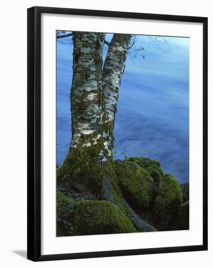 Alder Trunk along the McKenzie River, Willamette National Forest, Oregon, USA-Charles Gurche-Framed Photographic Print