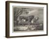 Alderney Cattle-James Ward-Framed Giclee Print