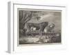 Alderney Cattle-James Ward-Framed Giclee Print