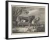 Alderney Cattle-James Ward-Framed Giclee Print