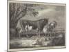 Alderney Cattle-James Ward-Mounted Giclee Print