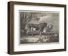 Alderney Cattle-James Ward-Framed Giclee Print