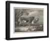 Alderney Cattle-James Ward-Framed Giclee Print