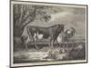 Alderney Cattle-James Ward-Mounted Giclee Print
