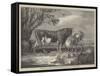 Alderney Cattle-James Ward-Framed Stretched Canvas