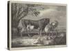 Alderney Cattle-James Ward-Stretched Canvas