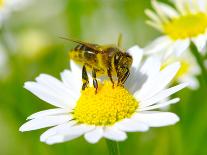 Set of Insects on White-Ale-ks-Photographic Print