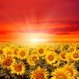 Field of Sunflowers and Sun in the Blue Sky.-Ale-ks-Laminated Photographic Print
