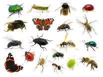 Set of Insects on White-Ale-ks-Mounted Photographic Print