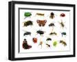 Chelsea Black