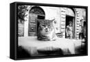 Framed Canvas