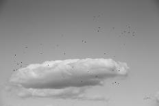 Flock in Flight-Aledanda-Photographic Print
