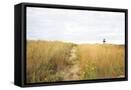 Framed Canvas