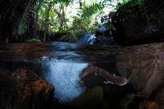 Silhouette of Axolotl swimming in a woodland stream, Mexico-Alejandro Prieto-Photographic Print