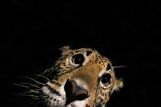 Low angle view of Jaguar patrolling territory at night, Mexico-Alejandro Prieto-Photographic Print