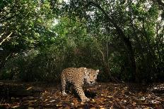 Low angle view of Jaguar patrolling territory at night, Mexico-Alejandro Prieto-Photographic Print