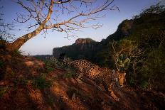 Jaguar walking over rocky hillside, Mexico-Alejandro Prieto-Photographic Print