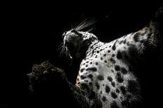 Jaguar at night, portrait, La Papalota, Mexico-Alejandro Prieto-Photographic Print