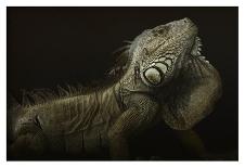 Iguana Profile-Aleksandar Milosavljevic-Giclee Print