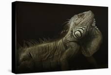 Iguana Profile-Aleksandar Milosavljevic-Framed Giclee Print