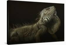 Iguana Profile-Aleksandar Milosavljevic-Mounted Giclee Print