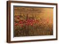 Brown Frame