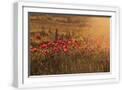 White Frame