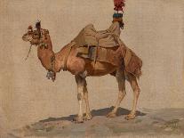 Study of a Camel, C. 1891 (Oil on Canvas)-Aleksei Danilovich Kivshenko-Framed Giclee Print