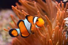Amphiprion Ocellaris Clownfish in Marine Aquarium-Aleksey Stemmer-Framed Premium Photographic Print